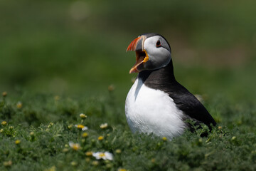 puffin in flowers with beak open