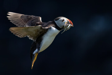 flying puffin with beak full of fish