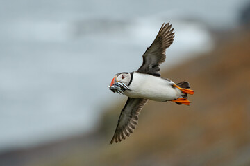 flying puffin with beak full of fish
