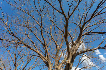 Beautiful natural landscape with idyllic scenery for background.