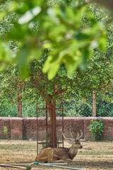 A deer is relaxing