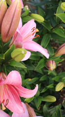 pink lily flowers