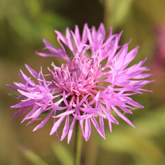 close up of a flower