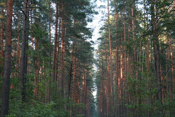 morning in the forest