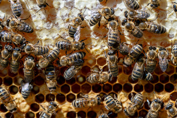 Many working bees on honeycomb, closeup. Colony of bees in apiary. Beekeeping in countryside. Macro shot with in a hive in a honeycomb, wax cells with honey and pollen. Honey in combs