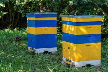 Many set of wooden beehive in the spring garden in the apiary to collect honey. Row of colorful beehives on a small enclosed area