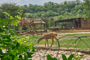 A big deer family