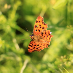 butterfly on flower