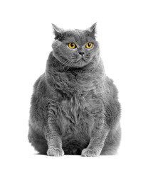 A funny fat British cat with big yellow eyes sits on a white isolated.