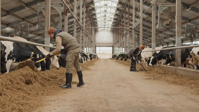 Wide shot of man and woman working at farm raking dry fodder closer to cows to feed them