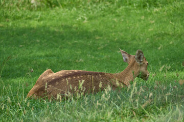 A deer is relaxing
