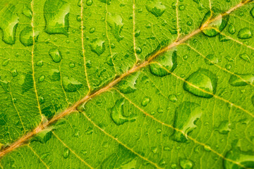 Close up view of a green leaf with water drops