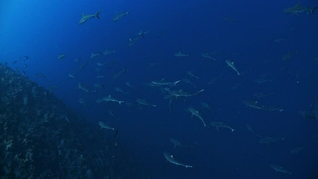 High angle shot looking down on huge school of sharks swimming in deep water