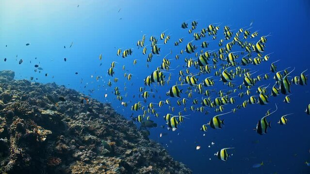 Underwater shot of bright yellow Moorish Idol fish spawning aggregation swimming over reef towards camera exiting frame
