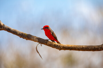 Small red bird known as 
