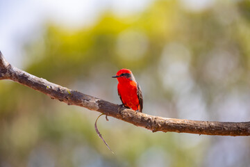 Small red bird known as 