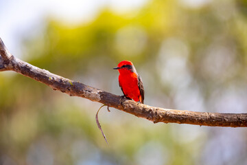 Small red bird known as 