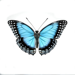 Fototapeta na wymiar Beautiful butterfly isolated on white background