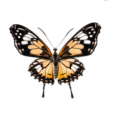 Beautiful butterfly isolated on white background
