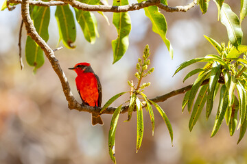 Small red bird known as 