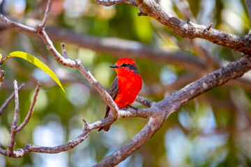Small red bird known as 