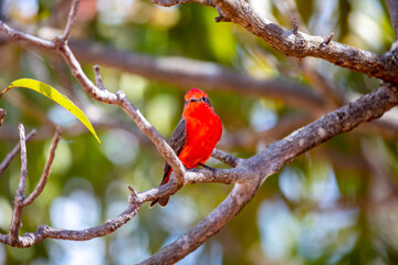 Small red bird known as 