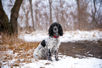 Charming black and white hunting dog breed spaniel sits in the winter forest. Soft focus. Selective focus. Gun dog. Walking the dog in the park.