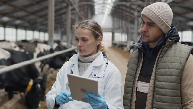 Professional veterinarian holding digital tablet standing in cowshed consulting modern cow farm owner