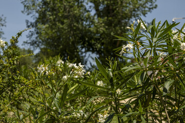 Some green hedges with white flowers next