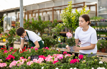 inexperienced girl gardener chooses young unpretentious pelargonium plant in flower shop for...