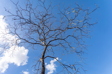 Huge tree with bottom-up perspective view