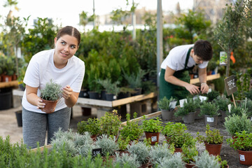 Young woman florist chooses thymus plants with narrow silvery gray leaves to create flower arrangement and landscaping park area © JackF
