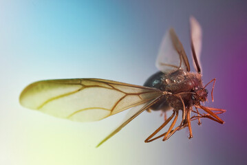 dispteros, hormiga con alas, enjambre, chicatana