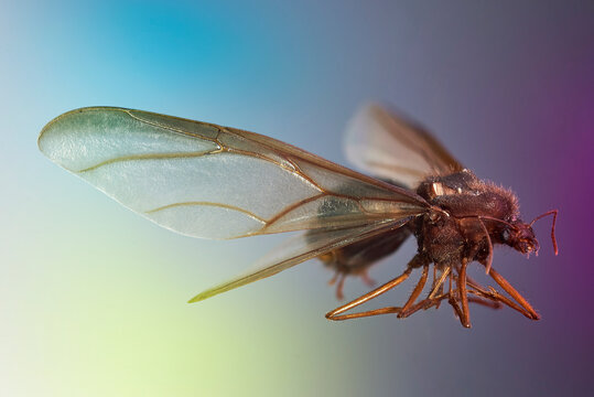 dispteros, hormiga con alas, enjambre, chicatana
