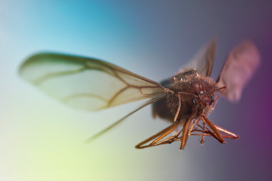 dispteros, hormiga con alas, enjambre, chicatana