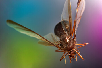 Fototapeta na wymiar dispteros, hormiga con alas, enjambre, chicatana