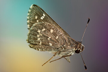 saltarinas, mariposa