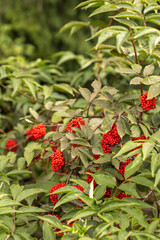 red clusters of sambucus racemosa berries in the midst of thick foliage