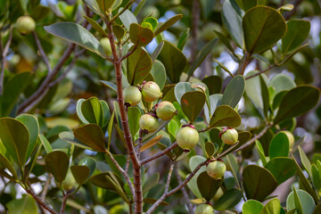 Rare and exotic tropical fruit. Botanical identification not found. Fruit similar to mangosteen
