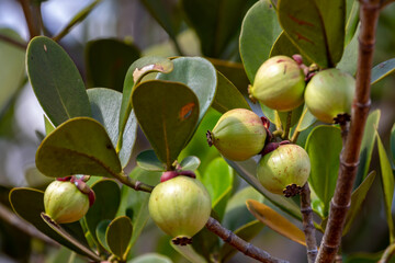 Rare and exotic tropical fruit. Botanical identification not found. Fruit similar to mangosteen