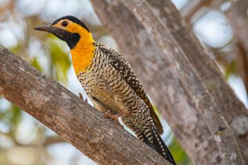 Woodpecker (Colaptes campestris) perched on a tree branch in selective focus. 
