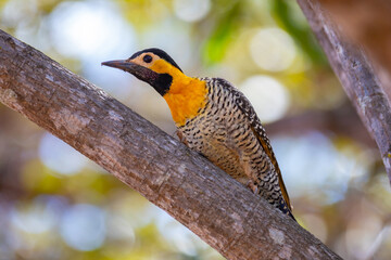 Woodpecker (Colaptes campestris) perched on a tree branch in selective focus. "pica-pau do campo"
