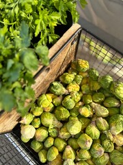 Brussels Sprouts/ Veggies 