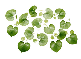 Pilea Peperomioides Leaves on a Transparent Background