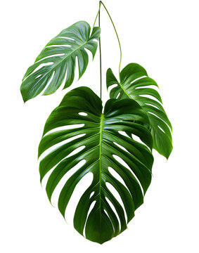 tropical leaves hanging monsterra plant isolated on transparent background