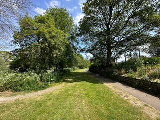 View along a green space, close to the river Aire, with old trees, and flowers in, Gargrave, UK