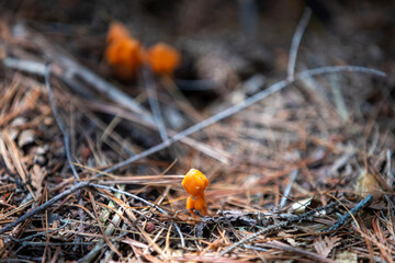 Orange-colored mushrooms along the forest floor in an Ontario Provincial Park.