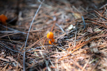 Orange-colored mushrooms along the forest floor in an Ontario Provincial Park.