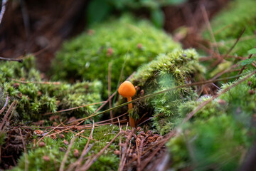 Orange-colored mushrooms along the forest floor in an Ontario Provincial Park.