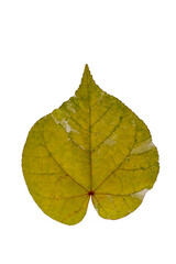 Leaf of  HIBISCUS TILIACEUS VARIEGATA ornamental plant. Waru Variegata is the most beautiful leaf